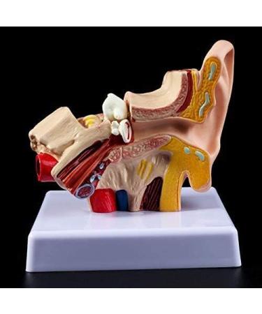 Ear Human Anatomy Model 1.5 Times Life Size Medical Training Support - Buy Online on SooperMarket.com