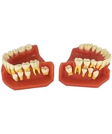 LBYLYH Standard Dental Model - Educational Teeth Model for Children & Adults | Perfect for Studios & Study Tools - Buy Online on SooperMarket.com
