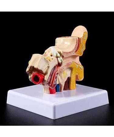 Ear Human Anatomy Model 1.5 Times Life Size Medical Training Support - Buy Online on SooperMarket.com