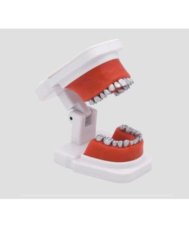 LBYYH Teeth Orthodontic Model - Dental Demonstration Tool for Patient Communication | Ideal for Schools & Clinics - Buy Online on SooperMarket.com