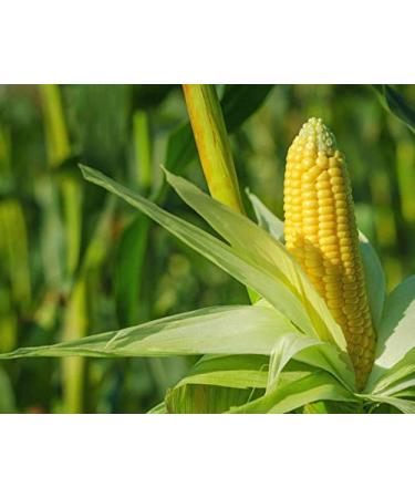 Organic Super Sweet Corn  8 Ounces - Freeze-Dried Kernels  Non-GMO  Kosher  Raw  Healthy Snack  Bulk  Grown in the USA 0.5 Pounds - Buy Online on SooperMarket.com