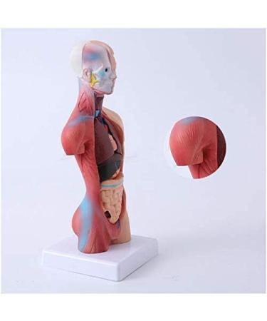 Human Body Torso Model - Half Body Torso Model 28 cm with Organs - Detachable Medical Education Model 19 Pieces -for Training aid Medical - Buy Online on SooperMarket.com