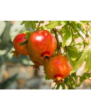 20 pezzi di semi di frutta BlackBerry Senza Spine