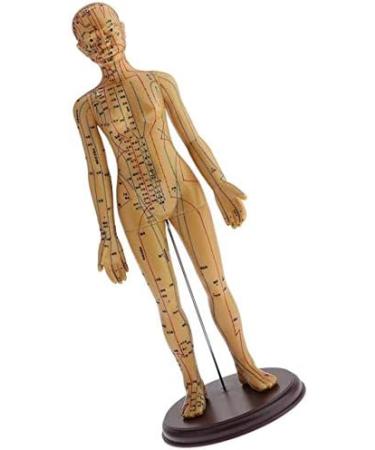 48Cm Model Anatomy Professional Medical Acupuncture Female with Meridian Points Soft Vinyl Material - Buy Online on SooperMarket.com