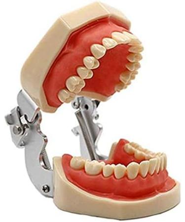 LBYLYH Dental Typodont Model - Standard with 28 Teeth & Gums for Teaching & Practice | Ideal for Dental Students - Buy Online on SooperMarket.com