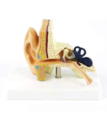 Ear Anatomical Model - Magnification 1.5X Inner Ear Ear System Structure Model Training Model for Medical Medical Practice