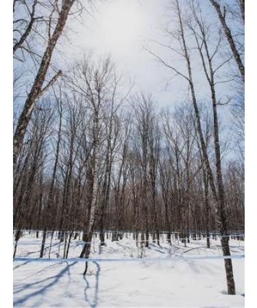 47 North Canadian Organic Single Source Maple Sryup Grade A Very Dark 250g Strong in taste and so perfect for baking glazing for hearty meat barbeque and also in the c - Buy Online on SooperMarket.com