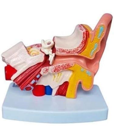 Human Anatomy Model Ear Model for Desktop 1.5 Times its Size NATU Medical Training Support - Buy Online on SooperMarket.com