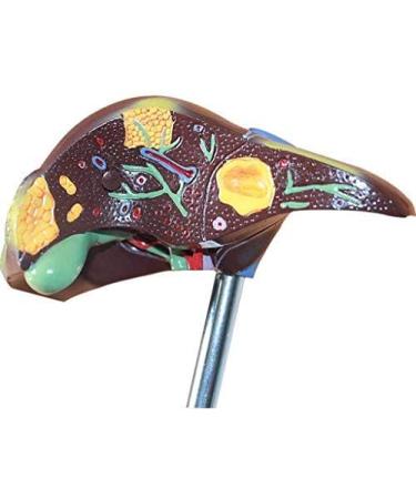 Human Liver Pathological Model with Base On Support Tool Study On Medical Model Internal - Buy Online on SooperMarket.com