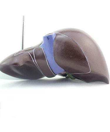 1: 1 Anatomical Human Liver Liver Lobe Gallbladder Model Medical School - Buy Online on SooperMarket.com