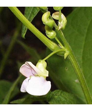 Organic Navy Beans 5LB Bulk - Non GMO, Raw & Vegan - 5 Pound Pack - Buy Online on SooperMarket.com