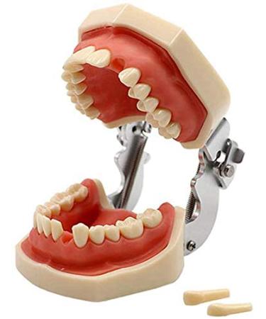 LBYLYH Of Teeth Dental Typodont Standard Model With 28 Teeth And Gums For Tendering Practice Teaching