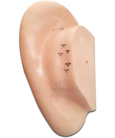 Acupuncture Ear Point Template - 40cm Acupuncture Ear Model - Large Reflection Zone Ear Point Template - for Medical Acupuncture - Buy Online on SooperMarket.com
