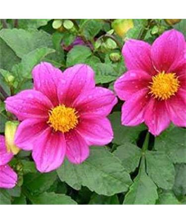 Fresh 100 semi - Semi Dalia Mignon Fiore Della Rosa