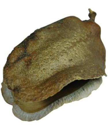 Lucky Reptile DB-01 Nature's Treasure Decor Box - Buy Online on SooperMarket.com