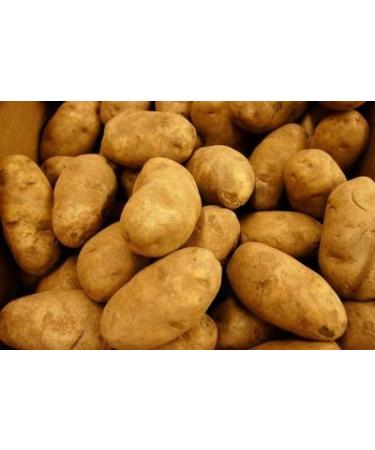 POTATOES RUSSET FRESH PRODUCE 5 LBS