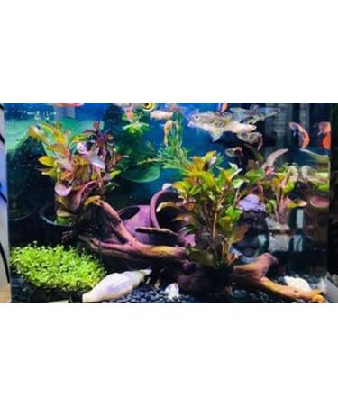 Orgmemory Ceramic Fish Tank Cave Decorations - 2 Pieces | Aquarium Accessories for Aquatic Animals - Buy Online on SooperMarket.com