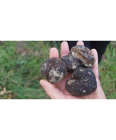 Black Summer Truffle Tuber aestivum Gourmet Sauce 170g - Ideal for Meat, Grilled Bread, Omelets, Pasta, Risotto, Sushi - Buy Online on SooperMarket.com