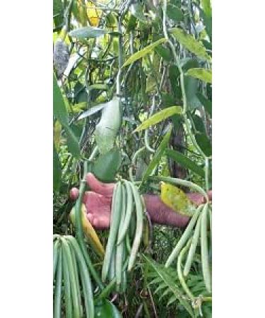 Premium Madagaskar Bourbon Vanilla Beans - Minimum 13 cm, Pack of 15 - Buy Online on SooperMarket.com