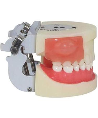 Professional Dental Model for Incision & Drainage of Abscess - Ideal for Students & Educators | International Shipping - Buy Online on SooperMarket.com