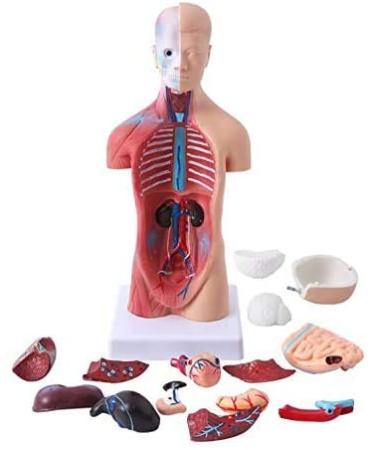 Human Body Torso Model - Half Body Torso Model 28 cm with Organs - Detachable Medical Education Model 19 Pieces -for Training aid Medical