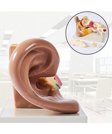 Unisex Adult Oversized Ears Model 29x17cm PVC Plastic Removable Model anatomiesystem for Medical - Buy Online on SooperMarket.com