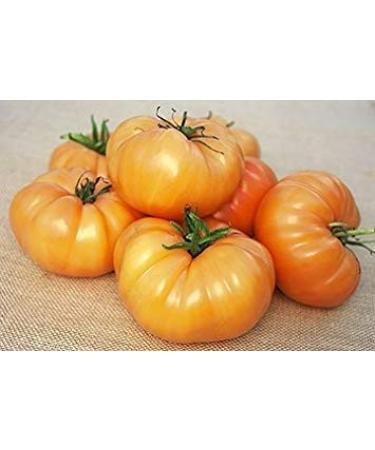 Astonish Pacchetto semi: 1000 Semi di colazione Kellogg - Pomodori Arancione