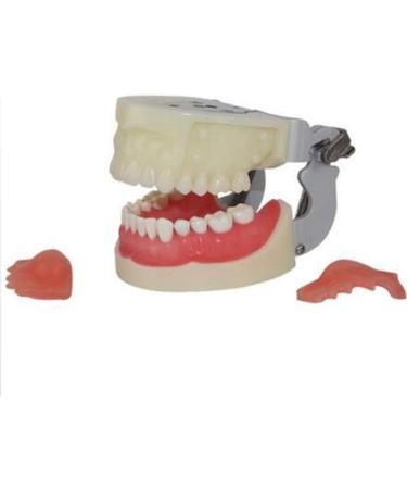 Professional Dental Model for Incision & Drainage of Abscess - Ideal for Students & Educators | International Shipping - Buy Online on SooperMarket.com