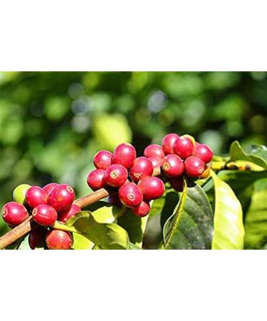 Java Kayumas Green Coffee Beans (1000g) - High Quality Mocha Raw Coffee - Buy Online on SooperMarket.com