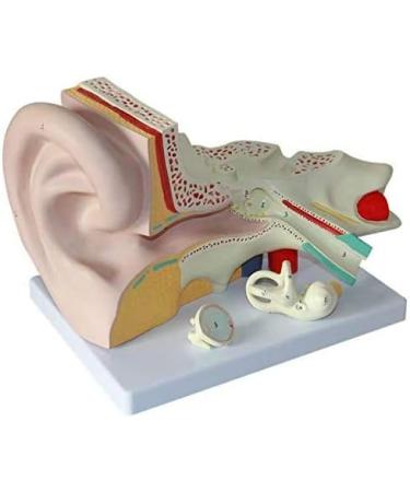 Human Ear Anatomy Model Detachable 3 Pieces 4 Times Life Size Medical Training Support - Buy Online on SooperMarket.com