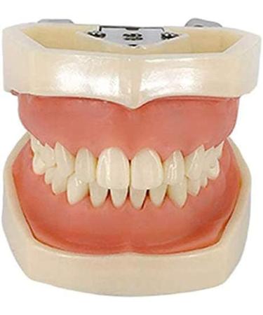 LBYLYH Dental Typodont Model - Standard with 28 Teeth & Gums for Teaching & Practice | Ideal for Dental Students - Buy Online on SooperMarket.com