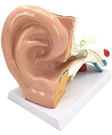 Human Anatomy Model Ear 5 Times Life Size 3 Pieces Model Anatomical Structure Detachable Ear Training for Aid - Buy Online on SooperMarket.com