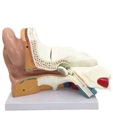 Human Anatomy Model Ear 5 Times Life Size 3 Pieces Model Anatomical Structure Detachable Ear Training for Aid