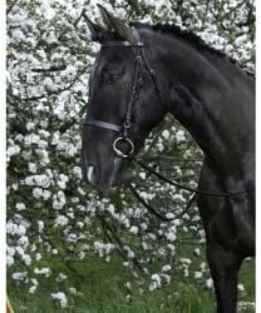 Riving World Bridon French Noseband - Premium Yellow Brown Horse Tack for Sale | International Shipping Available - Buy Online on SooperMarket.com
