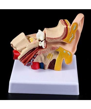 Ear Human Anatomy Model 1.5 Times Life Size Medical Training Support - Buy Online on SooperMarket.com