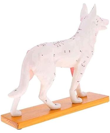 Nicfaky Anatomical Dog Model Acupuncture Anatomy Acupuncture Point Model of the Dog Body with 72 Acupuncture Points Study Model - Buy Online on SooperMarket.com