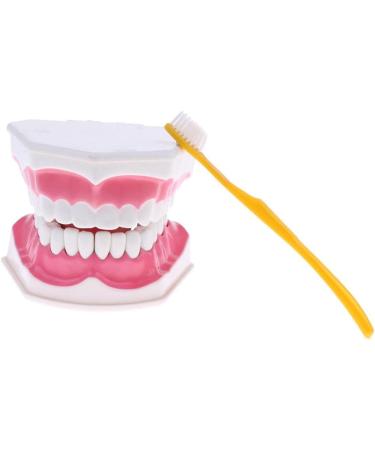 F Fityle 2X Magnification Model Teeth - Removable PVC for Dental Education | International Shipping Available - Buy Online on SooperMarket.com