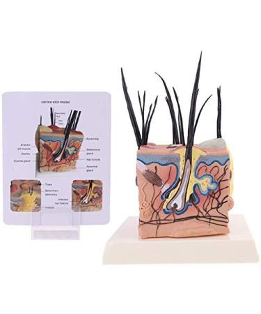 Dog Canine Skin Anatomy Anatomical Veterinary Veterinary Model Display