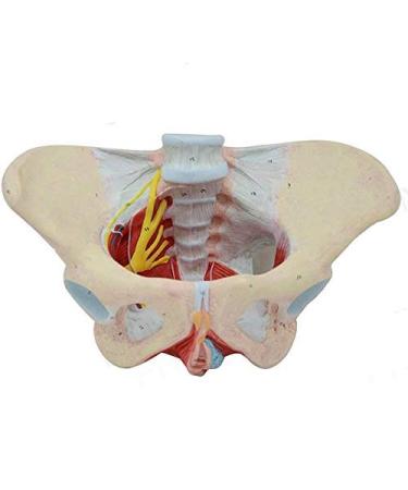 Basin Muscular Template - Woman Pelvic Floor Muscle Nerve Perineal Ligament Model - Anatomical Medical Basin with Pelvian Floor Muscles and Model