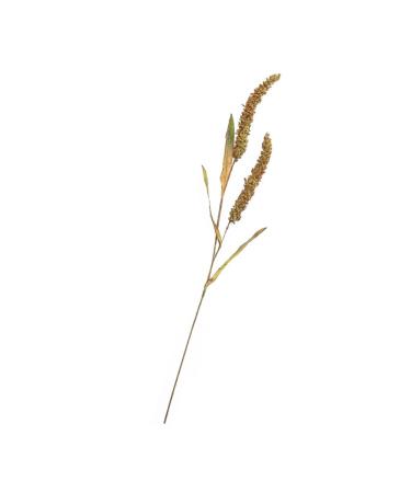Alipis 3pcs Simulated Ears of Corn Dried Grasses Bundle Home D cor Dried Millet Home Accessories Decor Faux Plants Artificial Plant Home Decor Millet Decor Paddy Artificial Grass Iron Greenx3pcs 12X75CMx3pcs