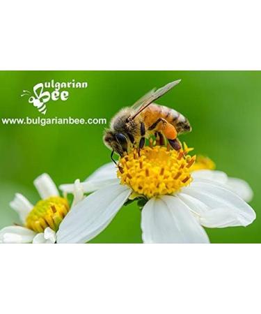 500g Raw Wildflower & Forest Herb Bee Pollen - Pure & Unheated - Buy Online on SooperMarket.com