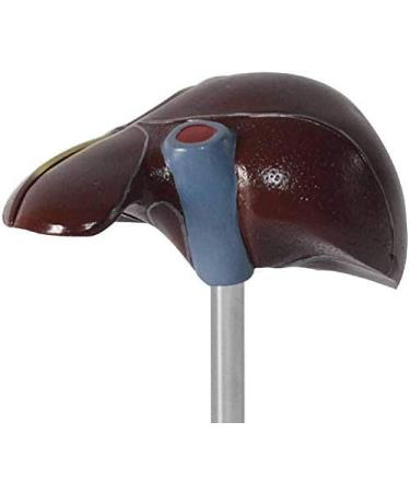 Human Liver Pathological Model with Base On Support Tool Study On Medical Model Internal - Buy Online on SooperMarket.com