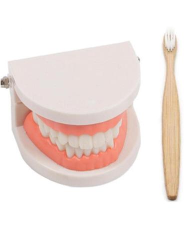 TOSSPER 1set False Tooth Mold Children Early Learning Kids Intelligence Brushing Tooth Teaching Aids Simulated Prop One Size