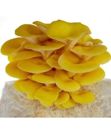 Golden Oyster Mushroom Grain Spawn - 1 lb. Freshly Made & Ready to Use - Buy Online on SooperMarket.com