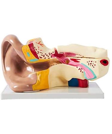 Unisex Adult Oversized Ears Model 29x17cm PVC Plastic Removable Model anatomiesystem for Medical