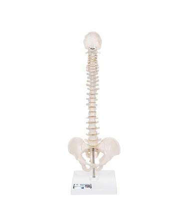 3B Scientific A18/21 Mini Human Spinal Column Model "Flexible" on Base 17.3-Inch Height