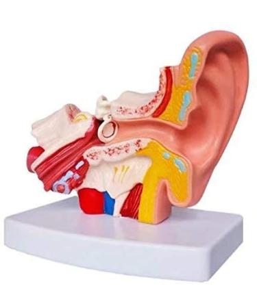 Human Anatomy Model Ear Model for Desktop 1.5 Times its Size NATU Medical Training Support