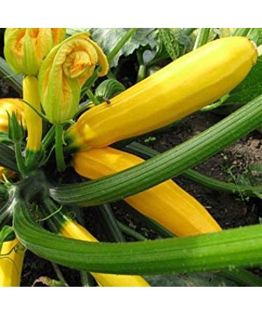 Germinazione I Semi: 50 - Semi: Oro Zucchini' Estate Squash !!! Luminoso colorato e cos Gustoso