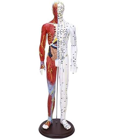 Model Anatomy Professional Medical Acupuncture Male 60cm Lettering Super Clear Half Half Skin Muscle Model Acupuncture Points