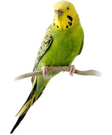 NESTOR Budgie Bird Food Treats - 12 Nibble Sticks with Honey Egg & Forest Fruit | International Shipping - Buy Online on SooperMarket.com